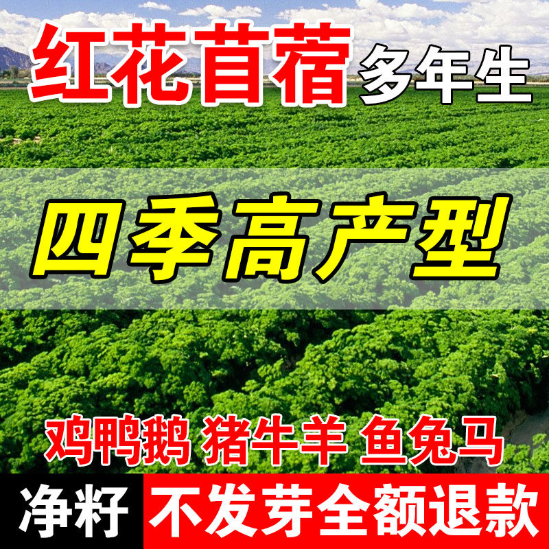 红花苜蓿喂猪牛羊兔鸡鸭鹅多年生四季高产牧草种子鱼草种籽