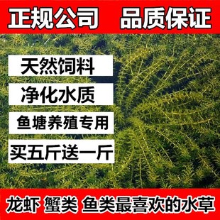 鱼塘水草种子苦草伊乐藻轮叶黑藻水花生矮生养殖草鱼虾蟹净化水质