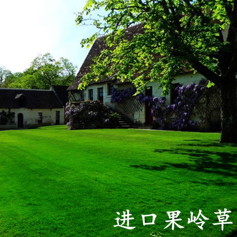 进口果岭草草籽庭院别墅绿化草坪种子矮生草种籽四季常青免修剪