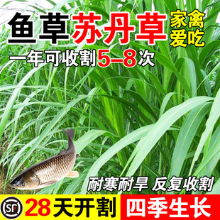 鱼草苏丹草专用草种高丹草籽四季牧草鱼草种籽玉米种植高粱高产