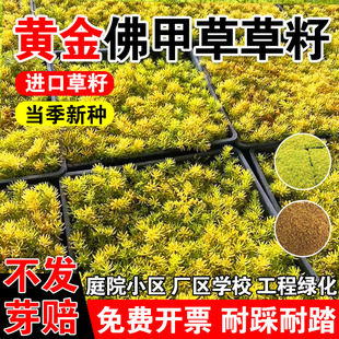 黄金佛甲草草籽金叶佛甲草皮种植盘批发常绿绿植别墅屋顶佛甲草籽