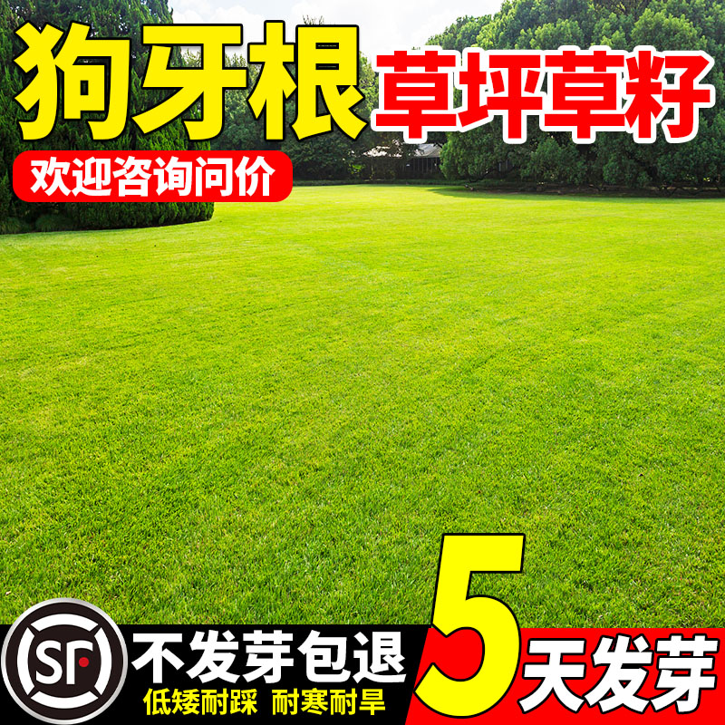 护坡狗牙根草籽四季常青耐热耐旱护坡固土边坡绿化工程草种子包邮