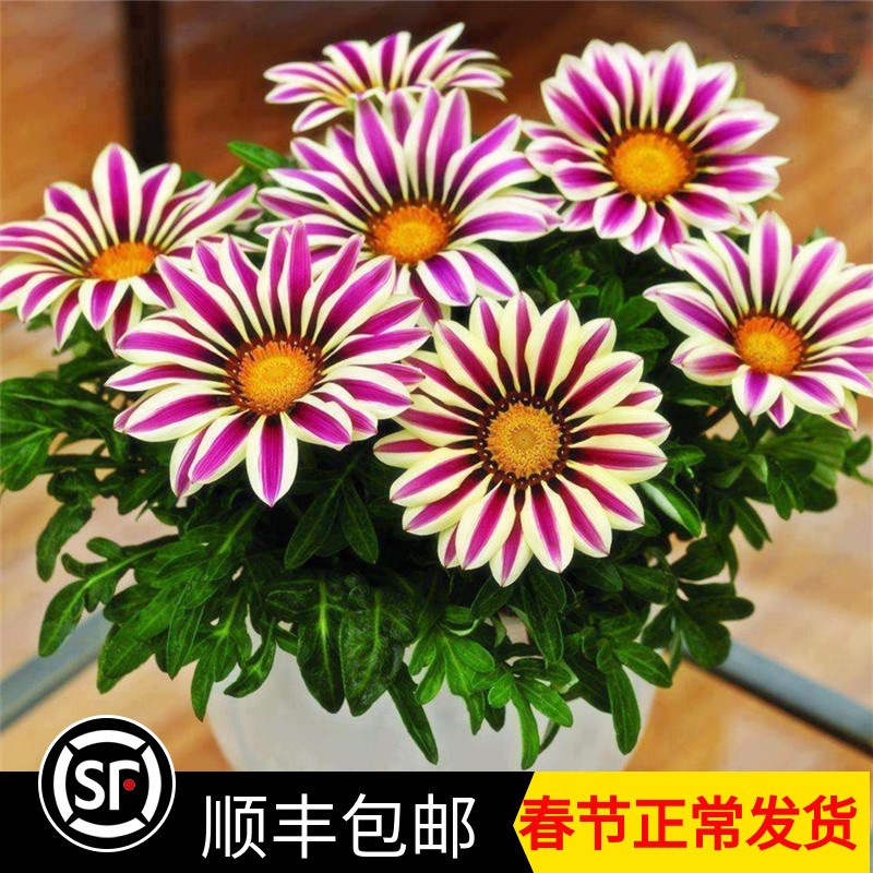 四季花非洲太阳花盆栽花勋章菊图片