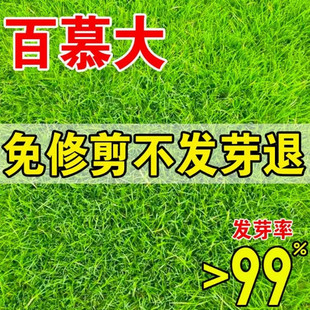 矮生百慕大剪股颖庭院别墅不修剪绿化草皮草籽护坡草坪种子耐践踏