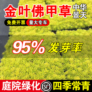 金叶佛甲草金叶佛甲草皮种植盘批发常绿绿植别墅屋顶佛甲草籽