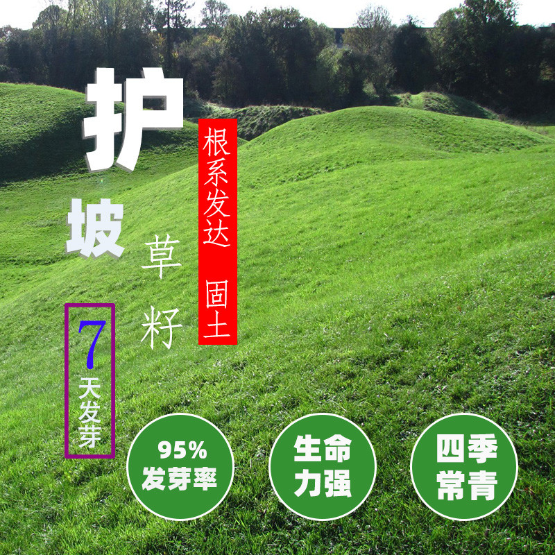 绿化草坪种子庭院别墅四季青狗牙根黑麦草草籽耐寒护坡牧草修剪