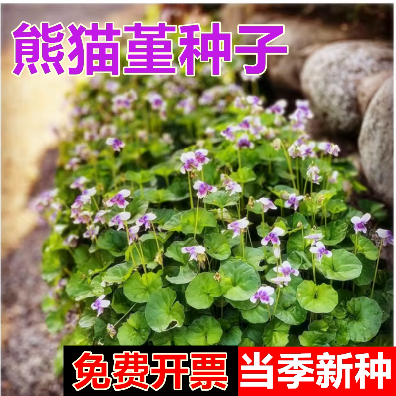 熊猫堇花园宿根庭院地被植物熊猫瑾花苗四季多年生草本花卉