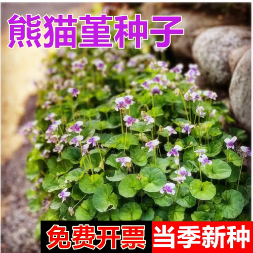 熊猫堇花园宿根庭院地被植物
