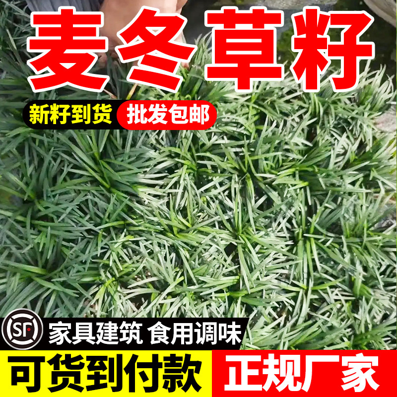 麦冬草草籽玉龙草种子四季青矮生细叶宽叶金边绿化庭院种籽子植物图片