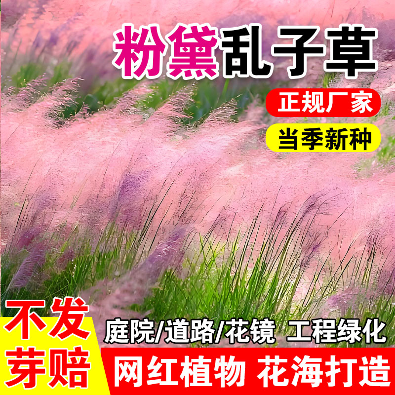 粉黛乱子草种子耐寒四季易活