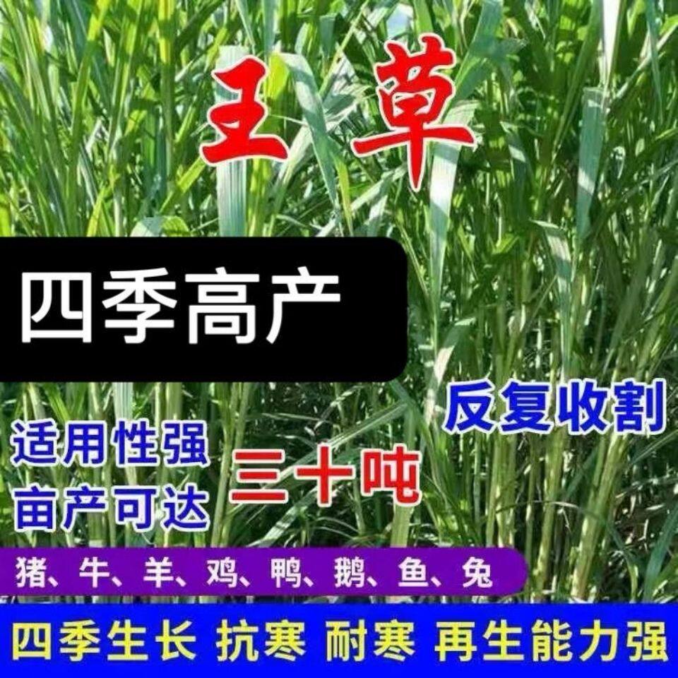 高产四季牧草种子多年生大叶晚熟杂交王草种籽牛羊猪鱼兔养殖畜牧