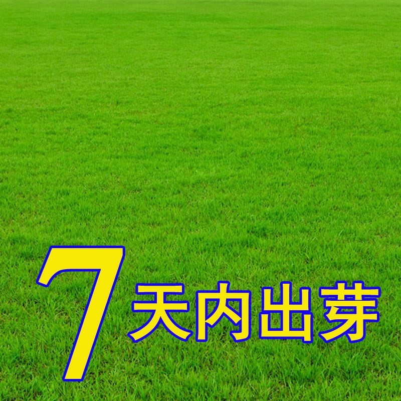新款草籽四季常青免修剪马尼拉护坡固土绿化草坪种子草皮黑麦草种