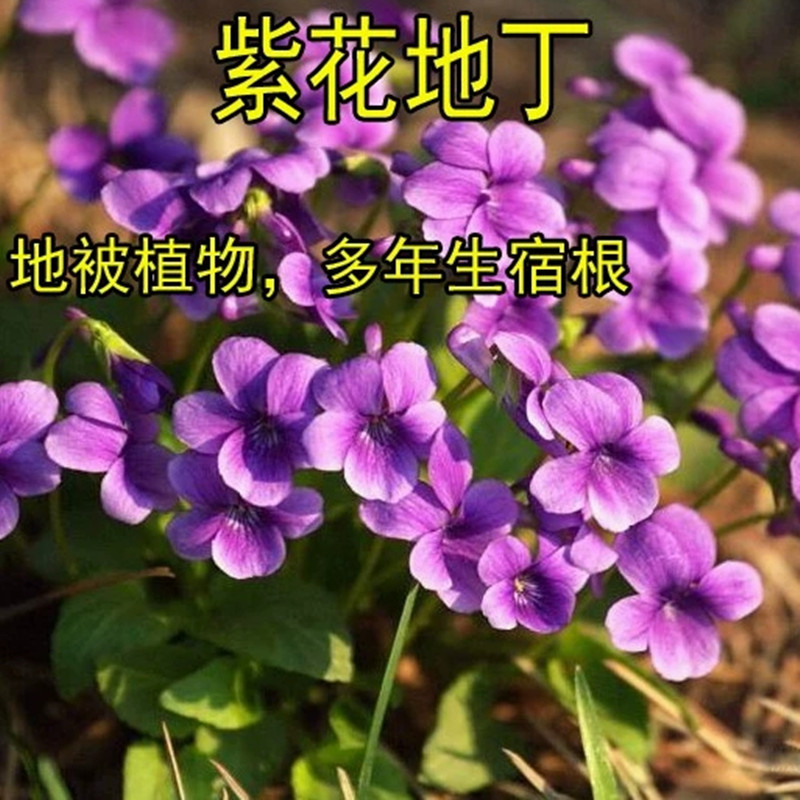 可种在草坪里花卉紫地丁子野堇菜