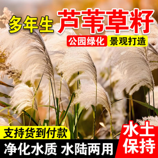 芦苇草籽水生植物水草养虾鱼净化水质池塘水塘防泥土流失沙漠芦苇