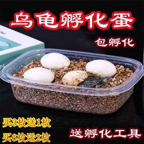 可孵化乌龟蛋剃刀龟火焰金钱龟