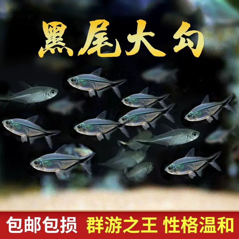 小型热带观赏鱼黑尾大勾淡水
