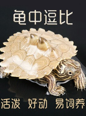 黑瘤地图苗密西西比宠物龟观赏龟剃刀龟深水龟鱼缸混养小乌龟活物