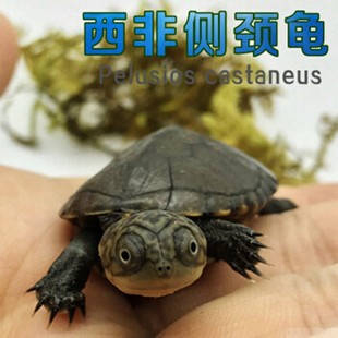 网红仰泳龟西非侧颈龟深水龟鱼缸混养微笑脸宠物沼泽侧颈乌龟活物
