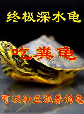 深水龟黄耳龟吃粪龟鱼缸混养侧劲龟冷水龟稀有观赏小宠物乌龟活物