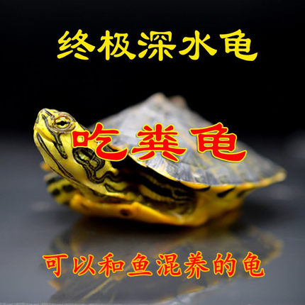 深水龟黄耳龟吃粪龟鱼缸混养侧劲龟冷水龟稀有观赏小宠物乌龟活物