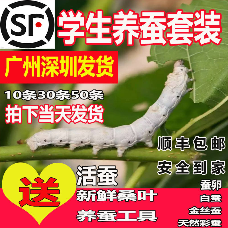 蚕宝活体幼虫子卵种嫩桑叶