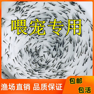喂乌龟饲料鱼小鱼活体养殖活鱼龙鱼活食饲料淡水鱼苗草鱼苗鲫鱼苗