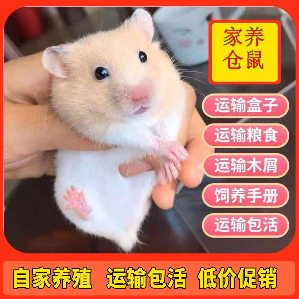 仓鼠活物新手好饲养纯种金丝熊三线紫仓布丁银狐送笼子家养小宠物,宠物/宠物食品及用品,仓鼠,淘宝优惠券,粉丝福利购,淘宝优惠卷