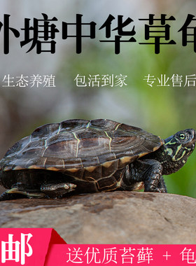 中华草龟小乌龟乌龟活体墨龟苗