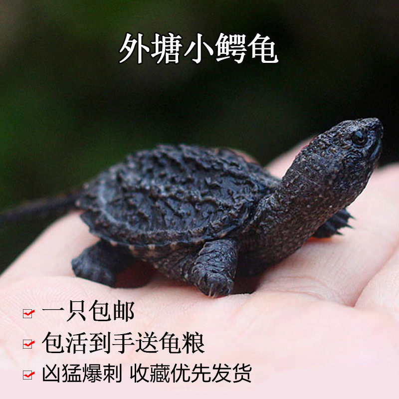北美小鳄龟苗活物原种纯佛杂佛爆刺王凶猛食肉大鳄龟冷水宠物乌龟