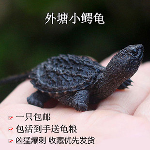 北美小鳄龟苗活物原种纯佛杂佛爆刺王凶猛食肉大鳄龟冷水宠物乌龟
