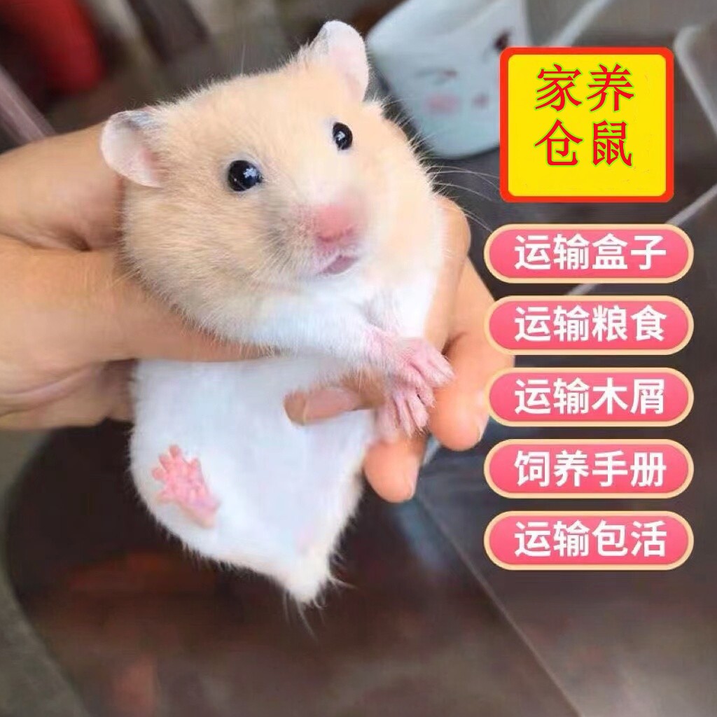 仓鼠活物已打过疫苗纯种金丝熊