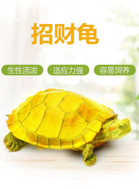 黄金龟招财龟变异龟白化巴西龟稀有乌龟活物深水龟金头小乌龟宠物