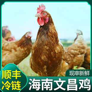 正宗海南文昌鸡新鲜整只鸡肉三亚特产白斩鸡现杀生鲜鸡切块椰子鸡