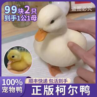 柯尔鸭活宠物柯尔鸭纯种正宗可达鸭活苗小黄鸭子活的科尔鸭小幼苗