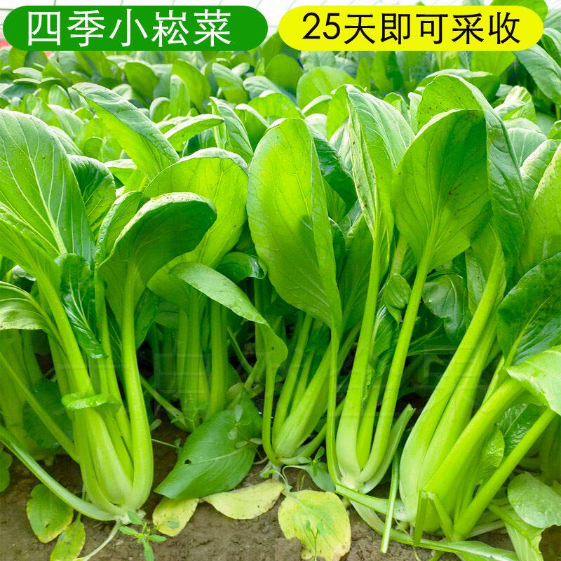小菘菜种孑四季小青菜种孑小白菜油菜孑农家阳台盆栽蔬菜种孑菜孑