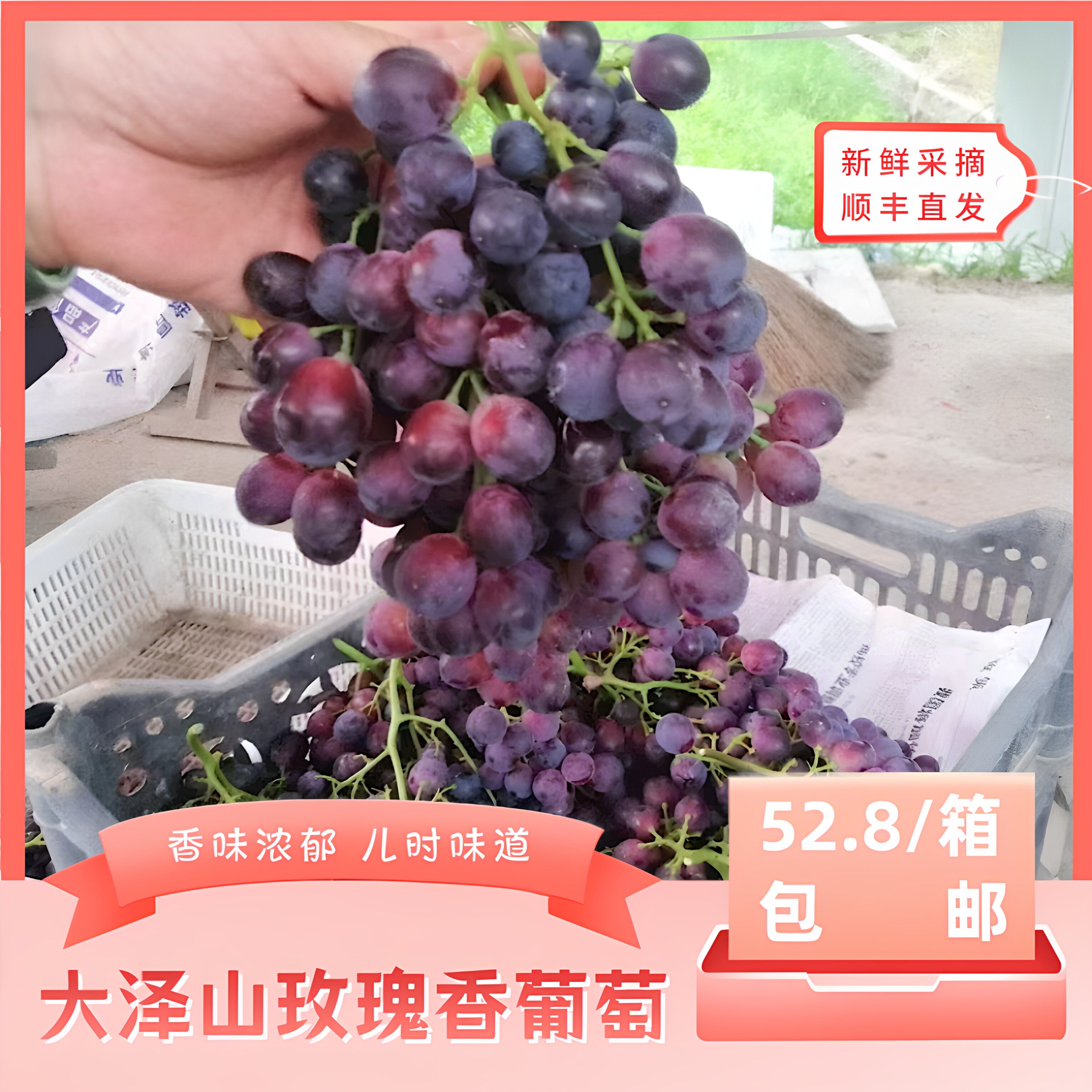 香味浓郁儿时味道玫瑰香产地直发