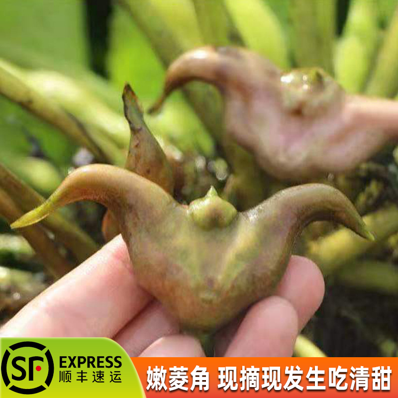 湖北洪湖新鲜嫩菱角鲜菱角现摘菱角生吃炒菜菱角青菱角-封面