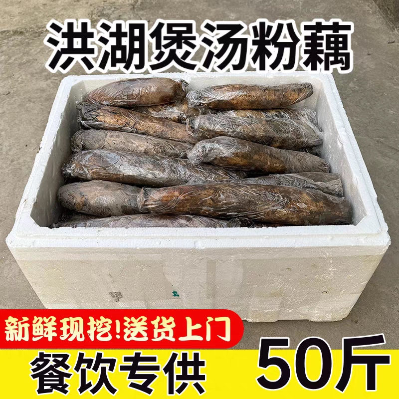 【酒店餐饮大量货】洪湖莲藕新鲜莲藕
