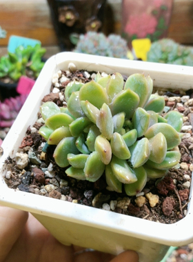 10045红色恋人