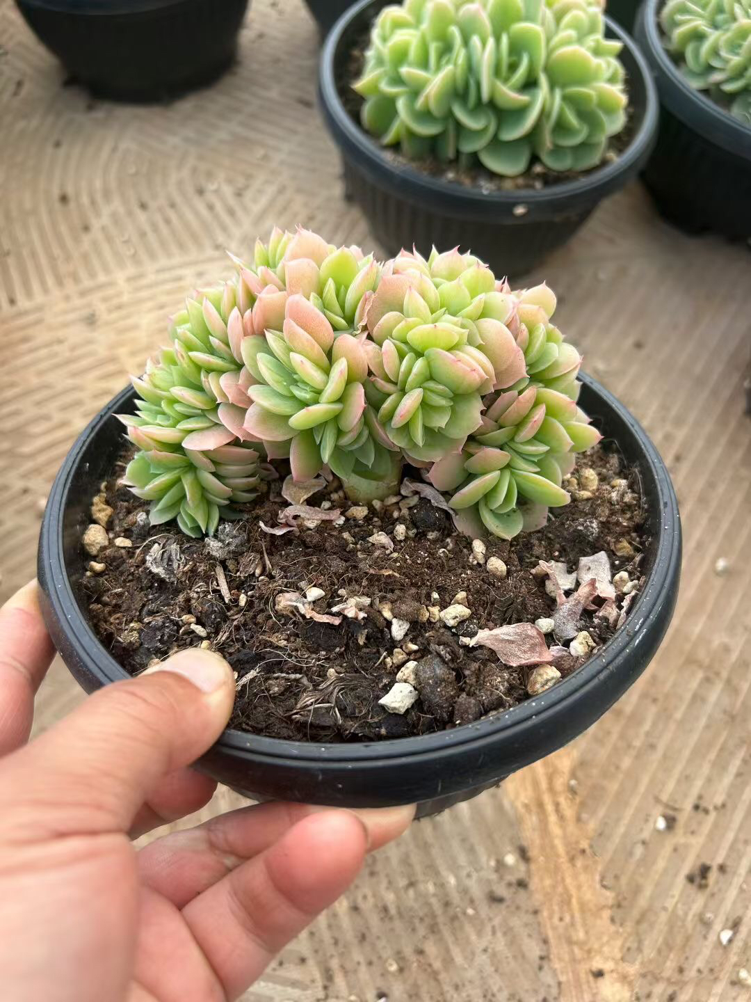 星纳塔小树缀化一物一拍精品多肉