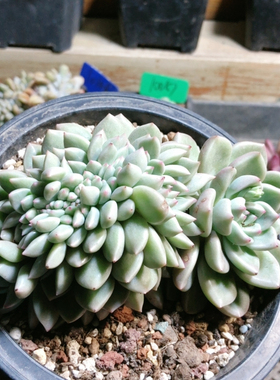 10049黄金璀璨缀