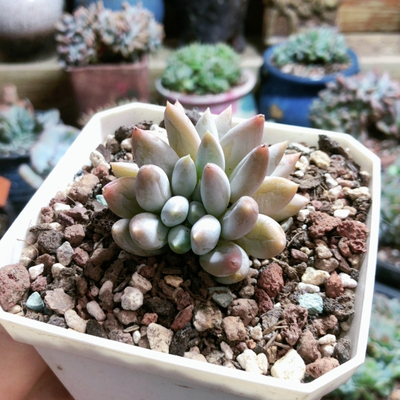 10045黄体哥特缀