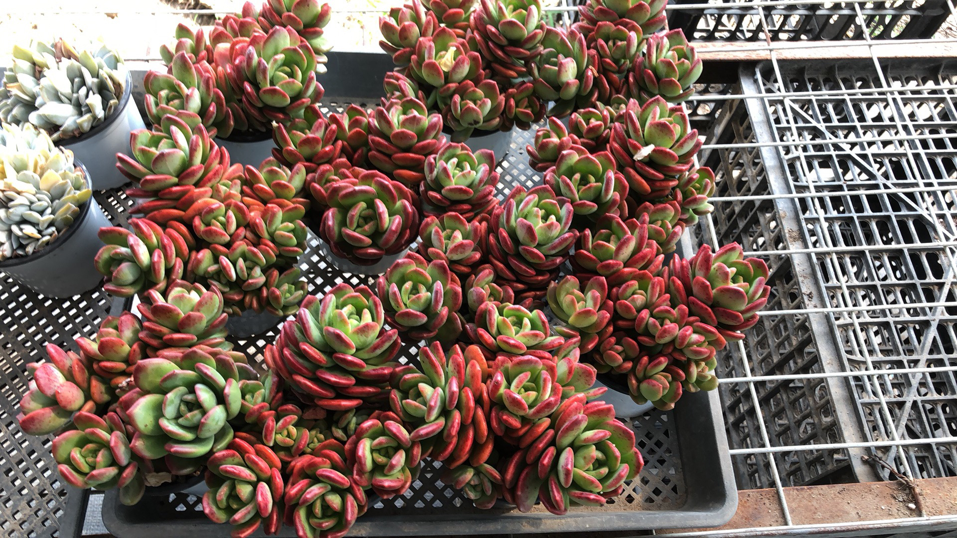 精品韩货多肉拉萨石化肉肉状态好5头起无砍