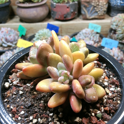 10003芒果奶