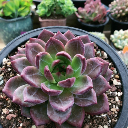 10609夜魔侠