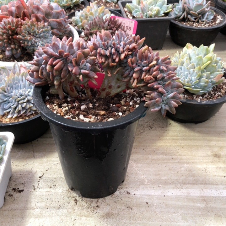 高板子粉兔缀化精控多肉精美老桩一物一拍,鲜花速递/花卉仿真/绿植园艺,多肉植物,淘宝优惠券,粉丝福利购,淘宝优惠卷