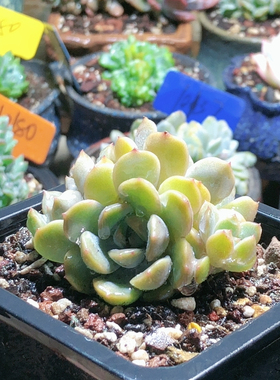 10036红色恋人