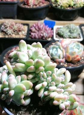 10091三日月美人缀