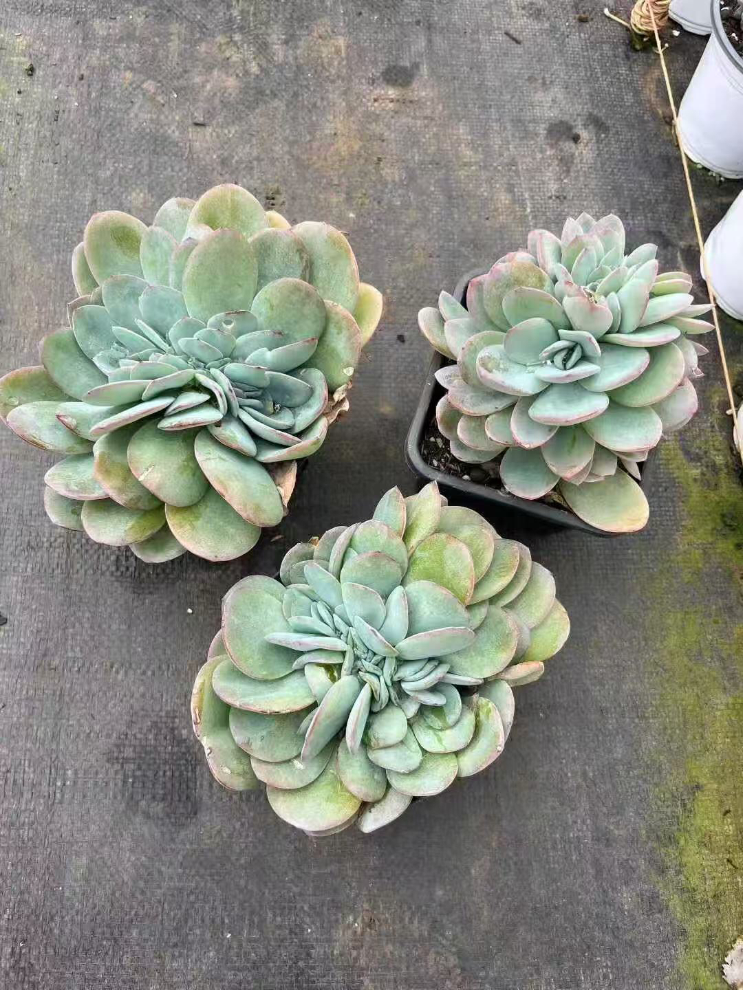 布鲁兰缀化多肉一物一拍叶插无砍