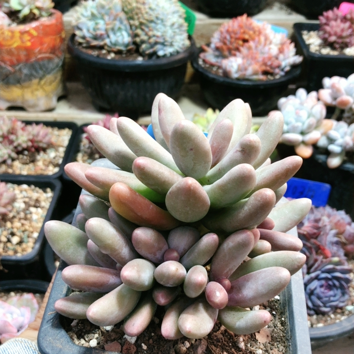 10216糖果美人6头